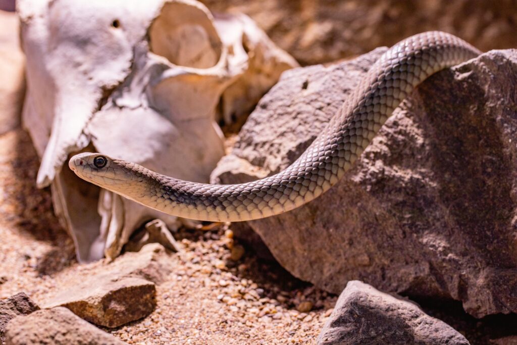 Eastern Brown Snake
