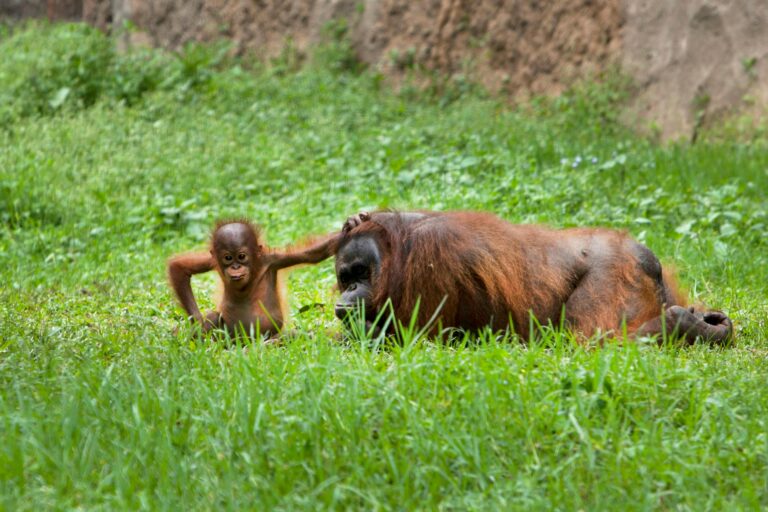 Borneo
