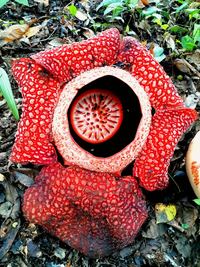 Rafflesia Arnoldii