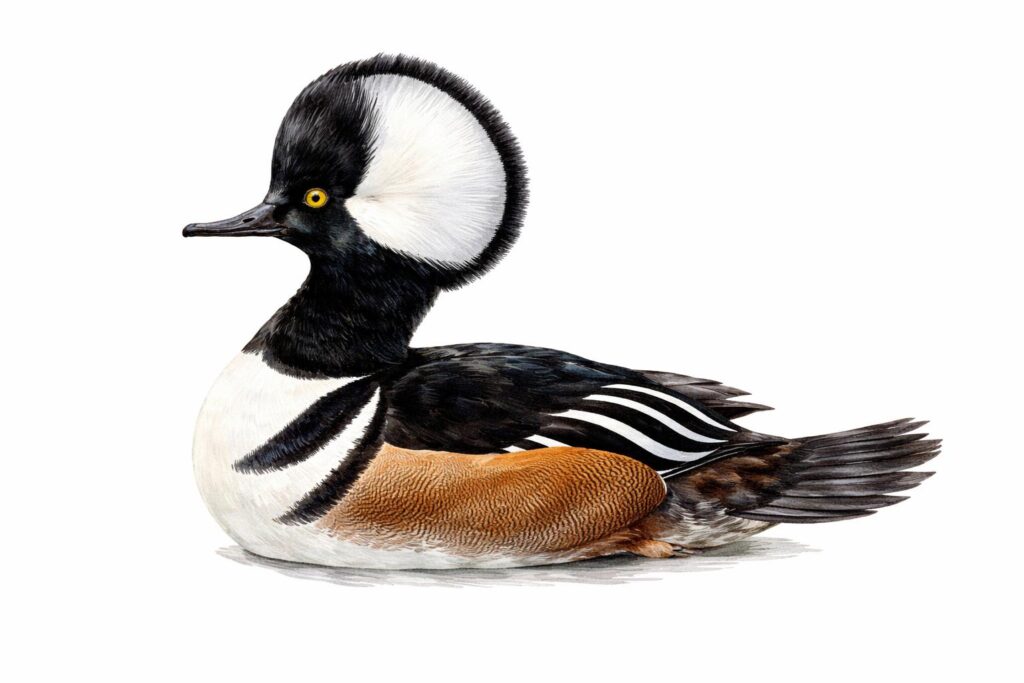 Hooded Merganser